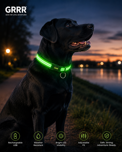GRRR LED Light-Up Dog Collar